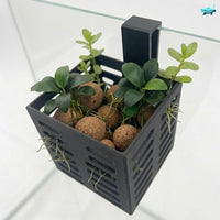 Aquarium Hanging Riparium Planter