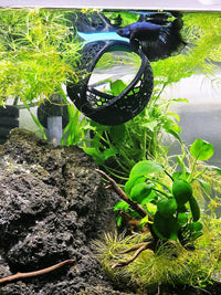 Floating Betta Hide in tank