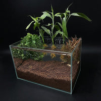 TreeX6 holding mangrove plants