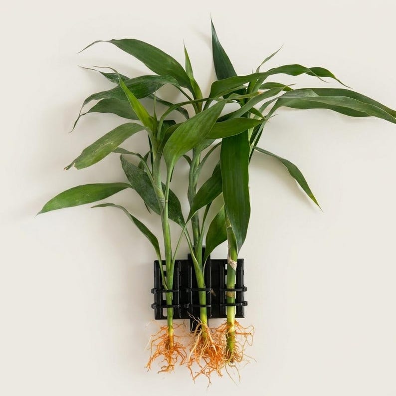 TreeX3 mounted on aquarium with plant