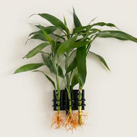 TreeX3 mounted on aquarium with plant