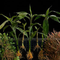 TreeX6 Aquarium Plant Holder