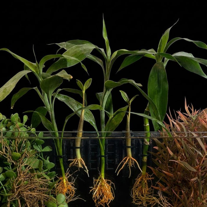 TreeX6 Aquarium Plant Holder